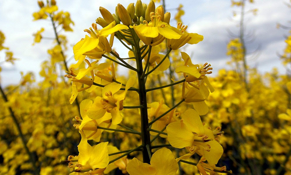 rape seed oil