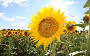 sunflower oil biofuel